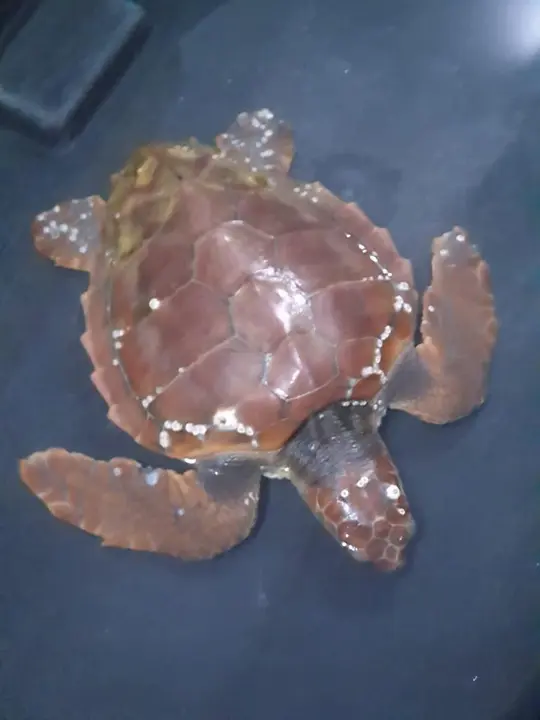 CECAM trabaja en recuperar a una tortuga pequeña