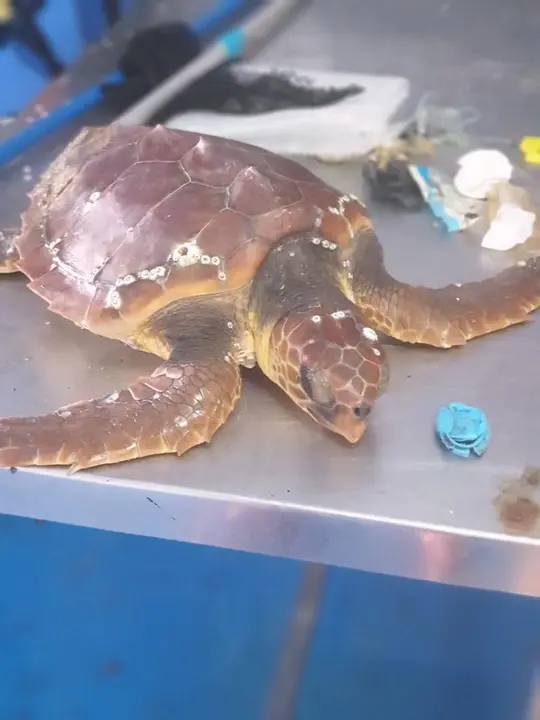 CECAM trabaja en recuperar a una tortuga pequeña