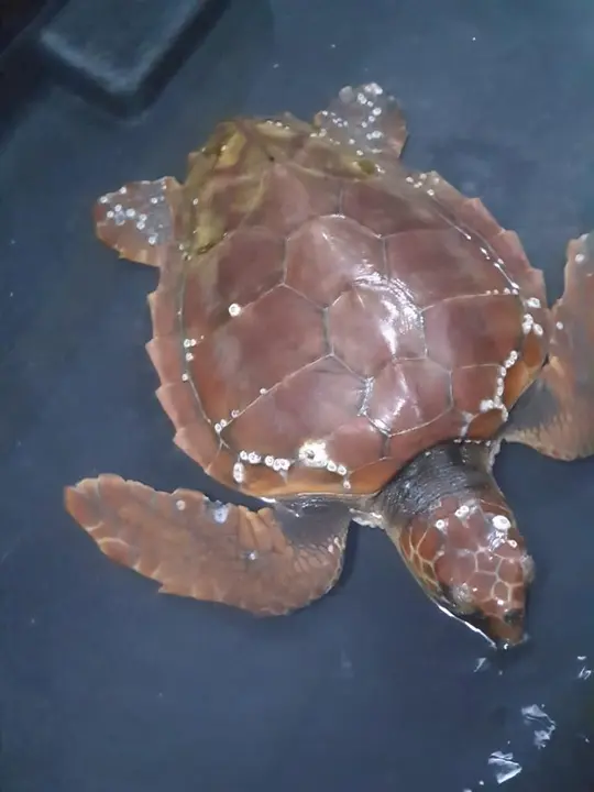 CECAM trabaja en recuperar a una tortuga pequeña