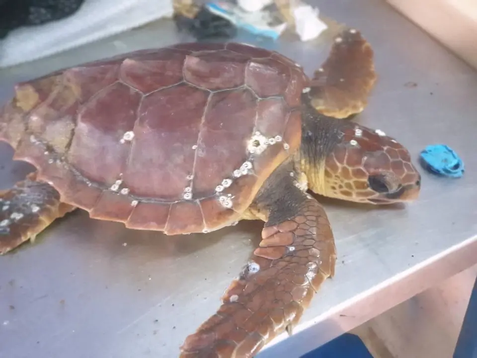 CECAM trabaja en recuperar a una tortuga pequeña