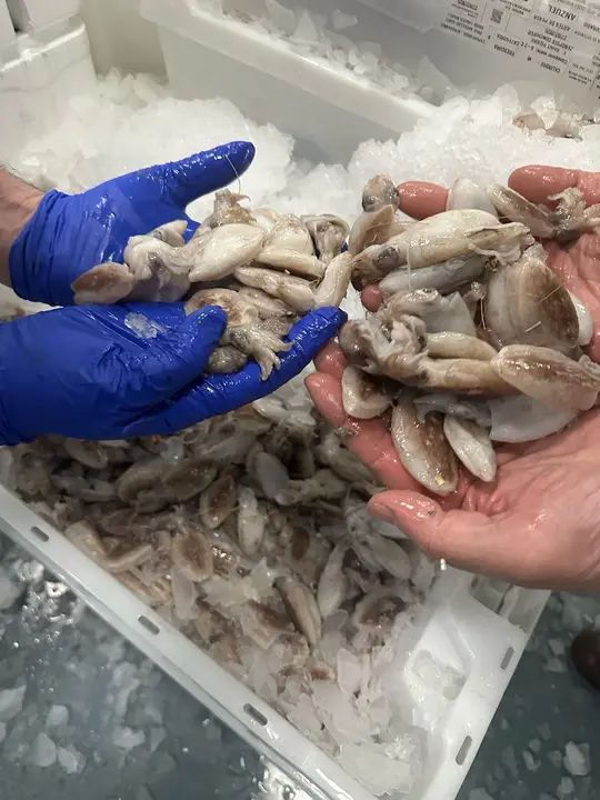 WhatsApp Image 2025-02-27 at 19.09.17 (2)