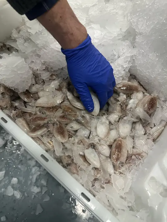 WhatsApp Image 2025-02-27 at 19.09.17 (1)