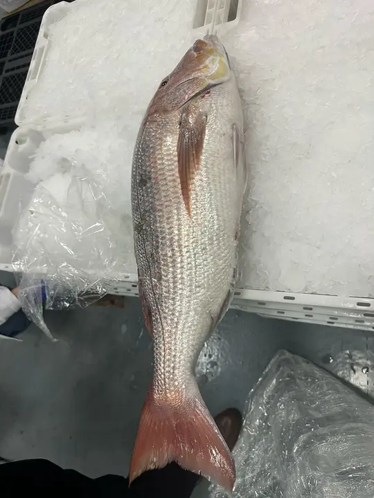 WhatsApp Image 2025-02-27 at 19.09.16 (2)