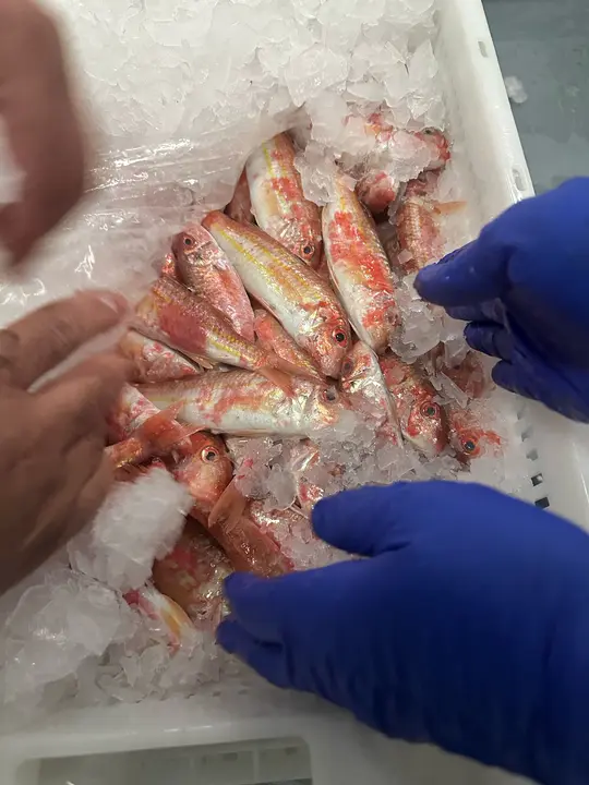 WhatsApp Image 2025-02-27 at 19.09.16 (1)