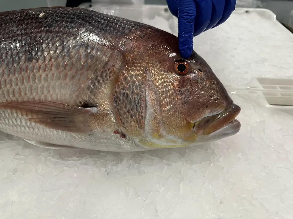 WhatsApp Image 2025-02-27 at 19.09.16