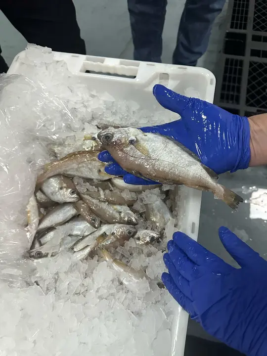 WhatsApp Image 2025-02-27 at 19.09.15 (1)