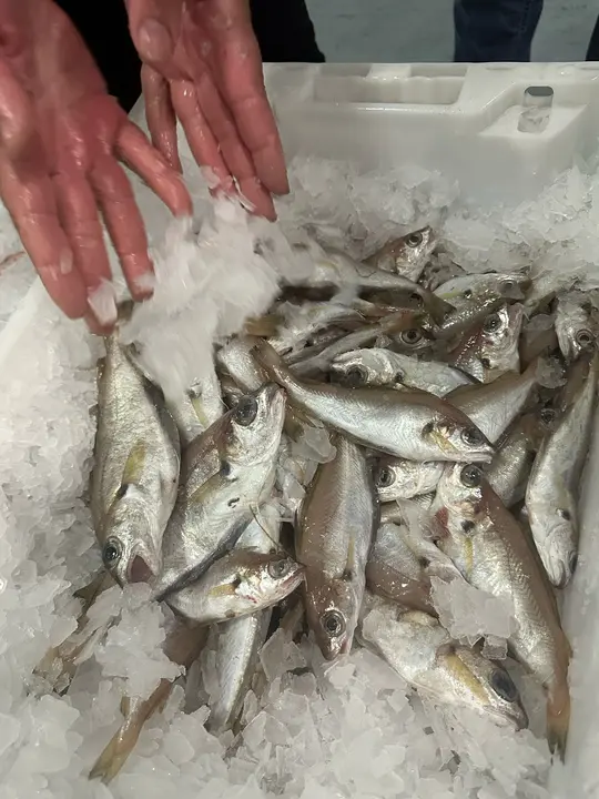 WhatsApp Image 2025-02-27 at 19.09.15 (2)