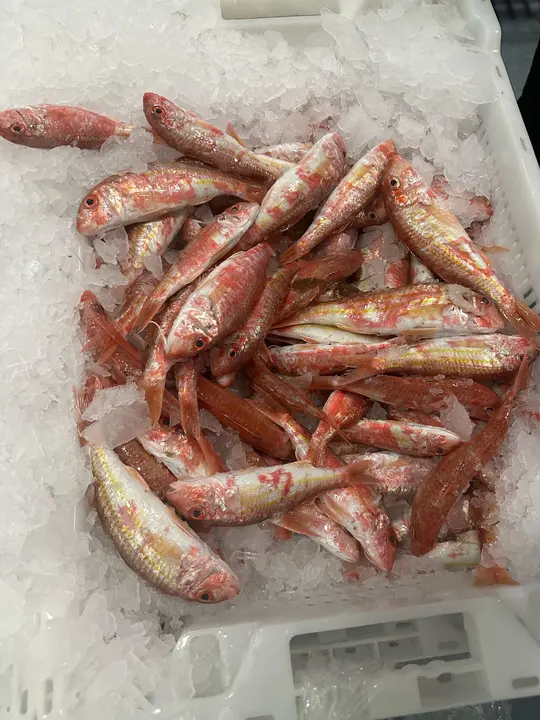 WhatsApp Image 2025-02-27 at 19.09.15