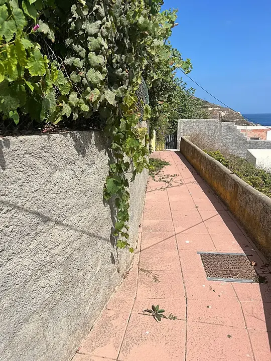 Desbroce Sarchal 1_1