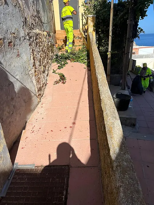 Desbroce Sarchal 1_2