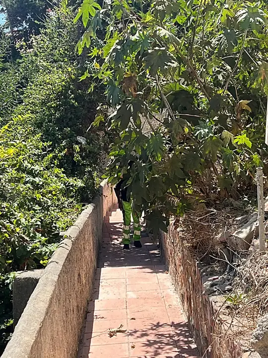 Desbroce Sarchal 2_1