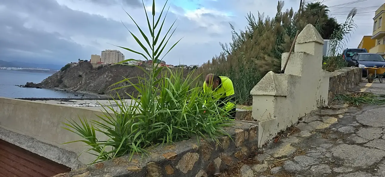 Desbroce Sarchal 3_1