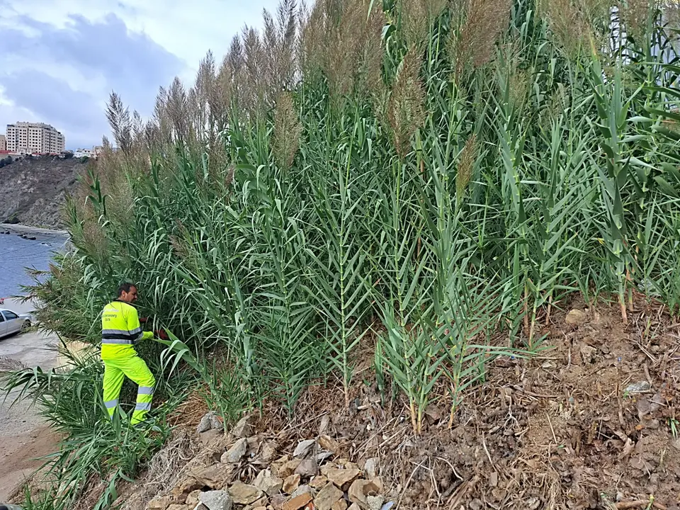 Desbroce Sarchal 6_1