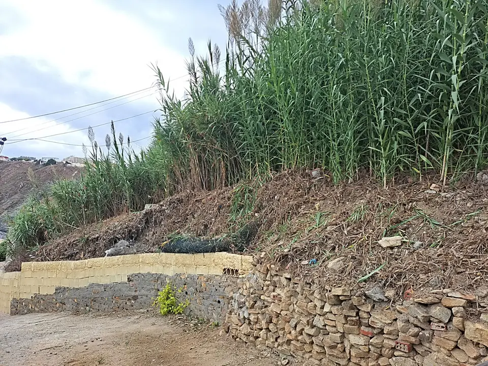 Desbroce Sarchal 6_2