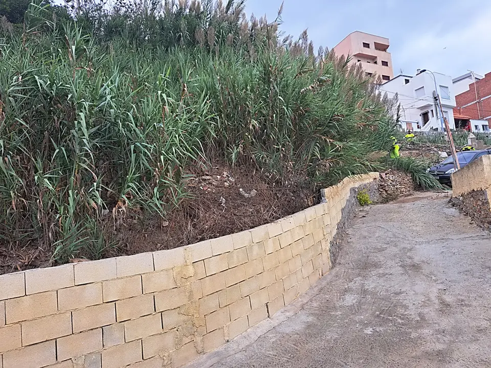 Desbroce Sarchal 7_1