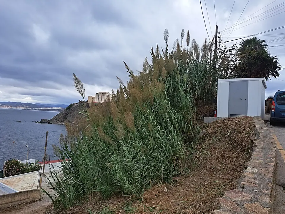 Desbroce Sarchal 9_2