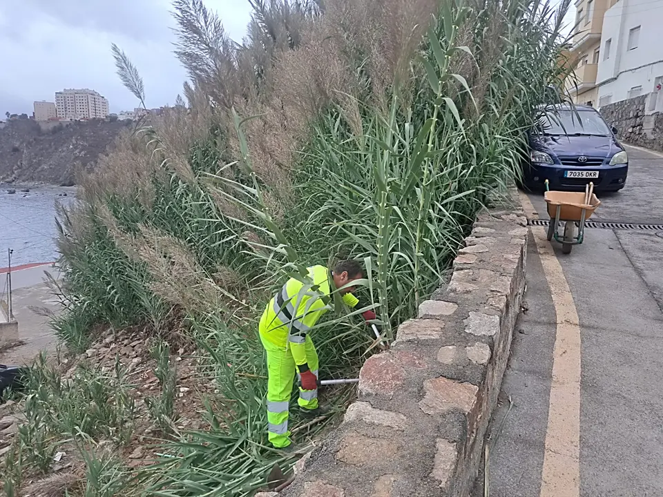 Desbroce Sarchal 9_1