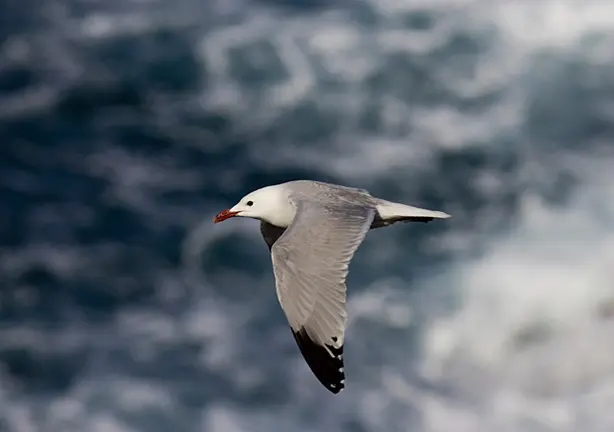 gaviota audouin