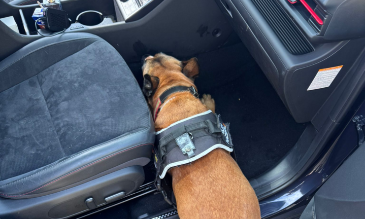 perro polic&iacute;a