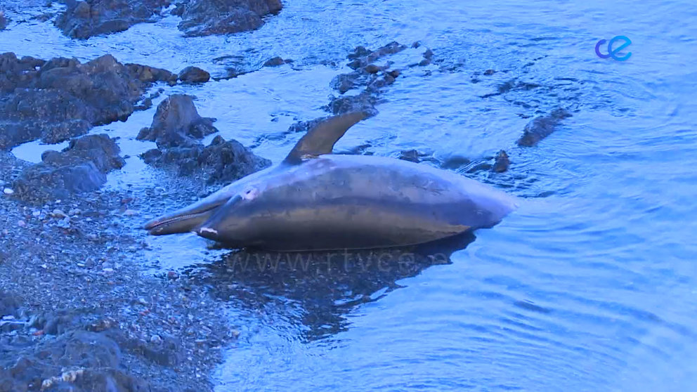 Delfín Muerto