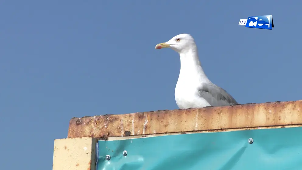 GAVIOTAS