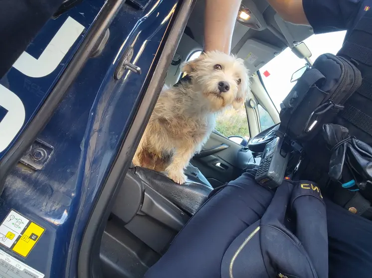 PERRO POLICÍA NACIONAL