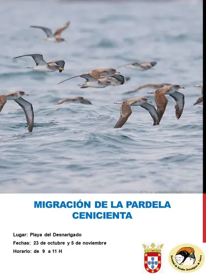 Migración de la Pardela cenicienta