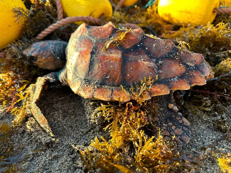 TORTUGA RESCATADA CECAM