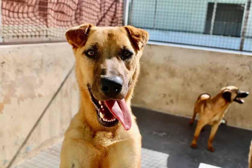 Foto - Protectora de Animales y Plantas de Ceuta