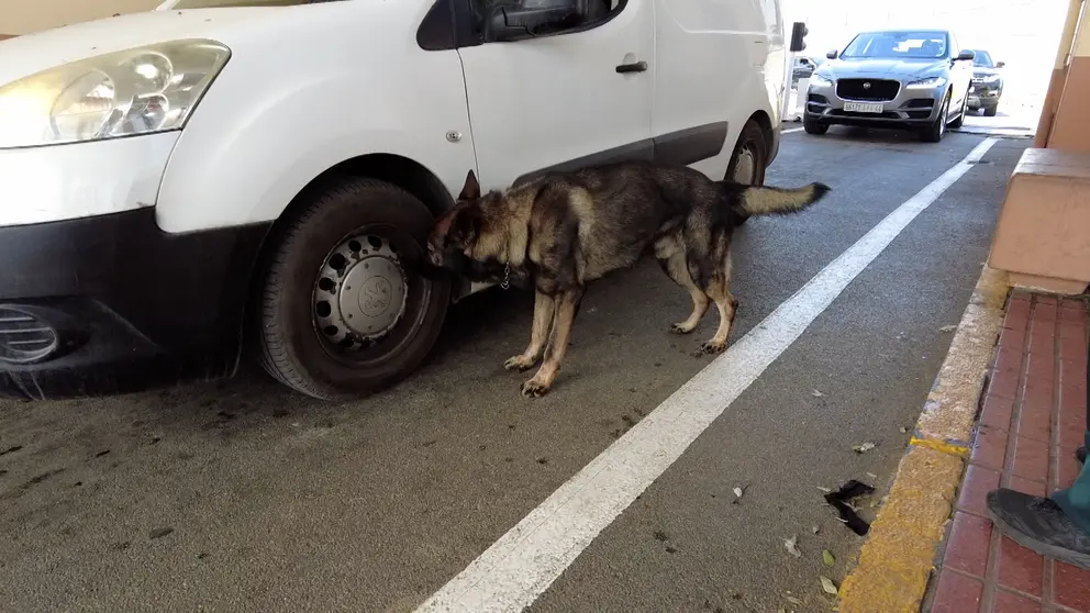 PERRO GUARDIA CIVIL