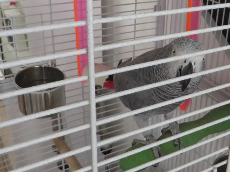loro yaco 2