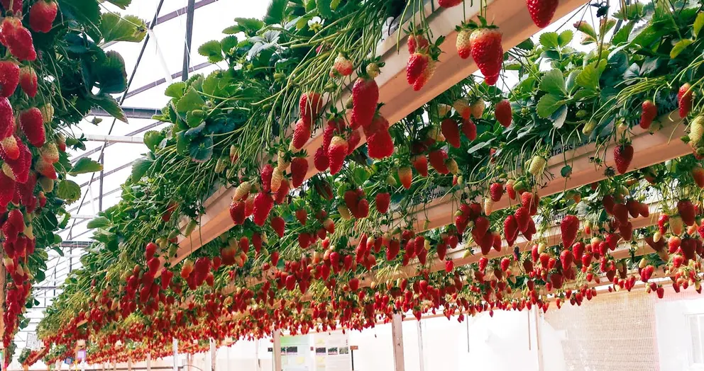 agricultura hidropónica