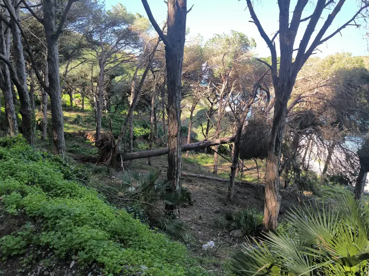 temporal &aacute;rbol