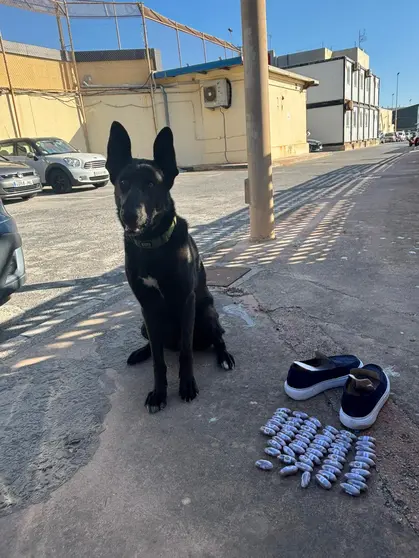 troula, can de palleiro con las capsulas