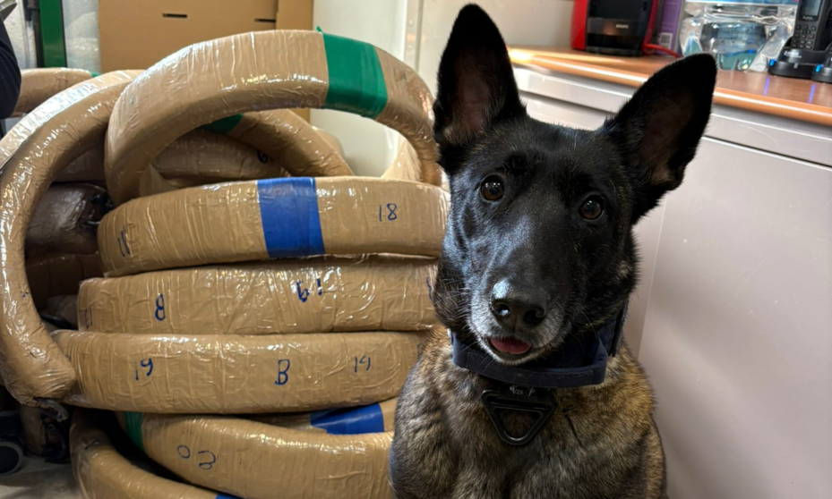 perro polic&iacute;a