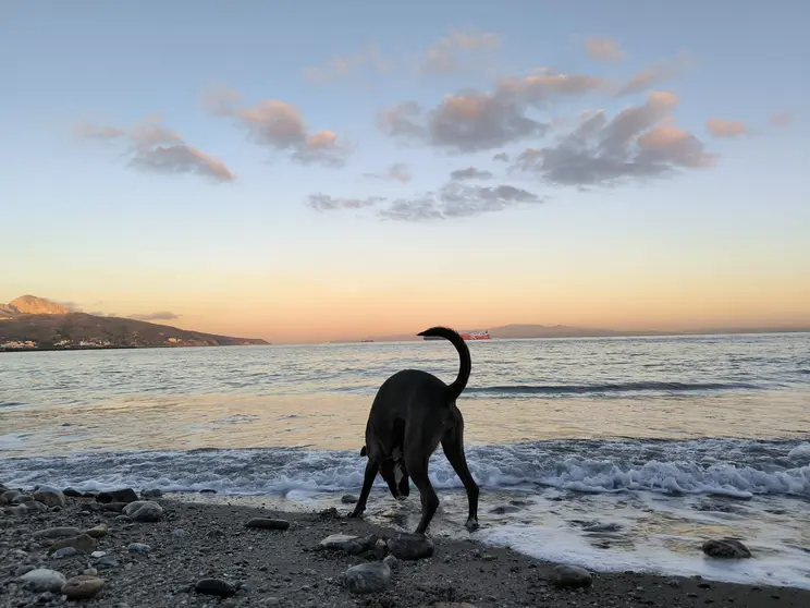 perro