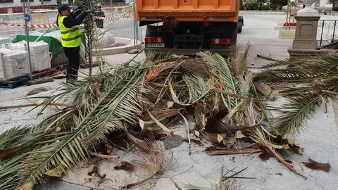 poda_palmeras