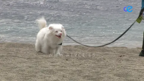 día mundial del perro