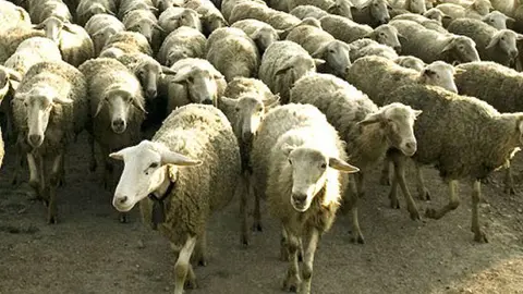 rebaño-de-ovejas