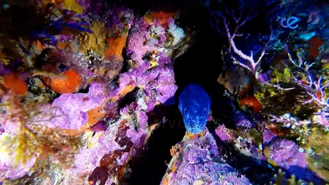 PLENO FONDOS MARINOS