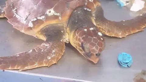 CECAM trabaja en recuperar a una tortuga pequeña