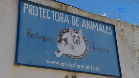 Protecroa animales