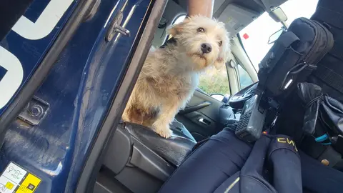 PERRO POLICÍA NACIONAL