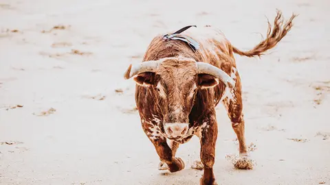 Fighting bull running in the arena. Bullring. Toro bravo