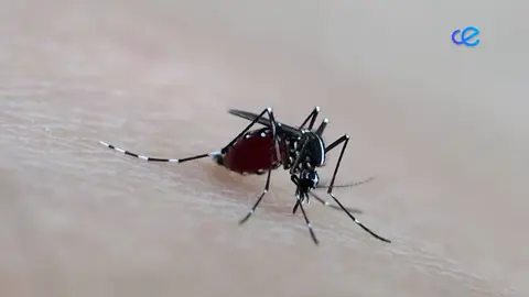 MOSQUITO