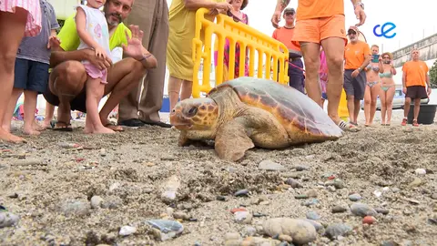 TORTUGAS CECAM MEDIO AMBIENTE