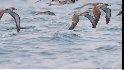 Migración de la Pardela cenicienta