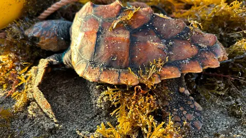 TORTUGA RESCATADA CECAM
