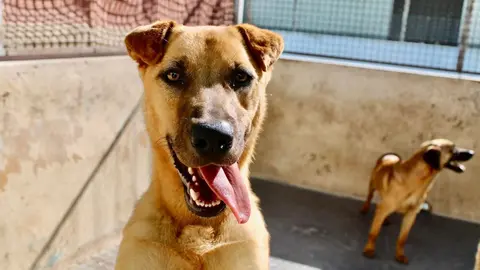 Foto - Protectora de Animales y Plantas de Ceuta