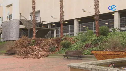 PODA PALMERAS PARQUE CEUTA